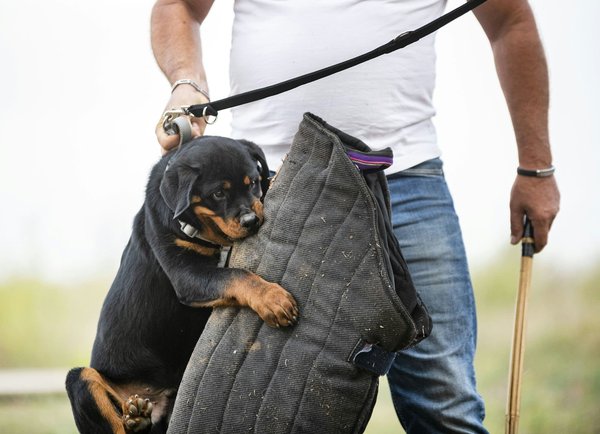 Come valutare la sicurezza dei dispositivi IoT in un ambiente domestico?