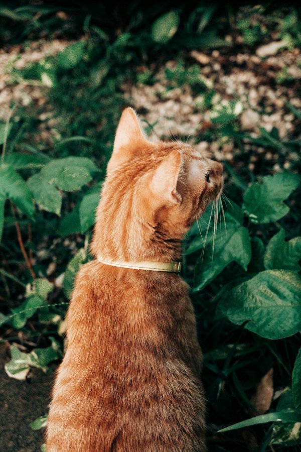 Quali soluzioni esistono per integrare un piccolo orto verticale in una cucina?